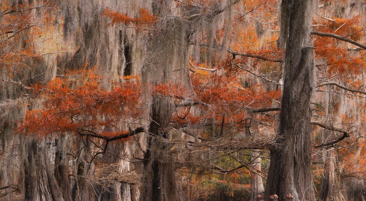 Cypress Trees in the Fall