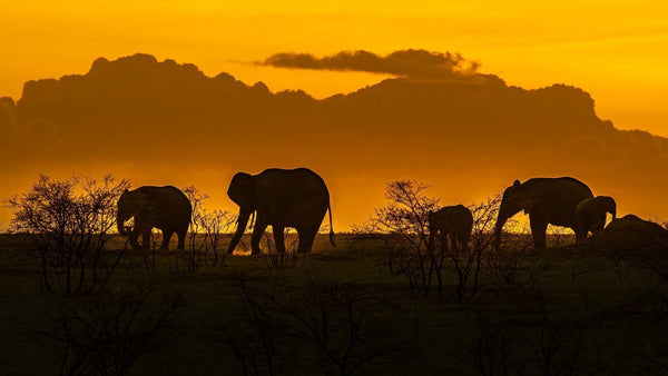 October Safari in the Serengeti with Elephants in the Distance  