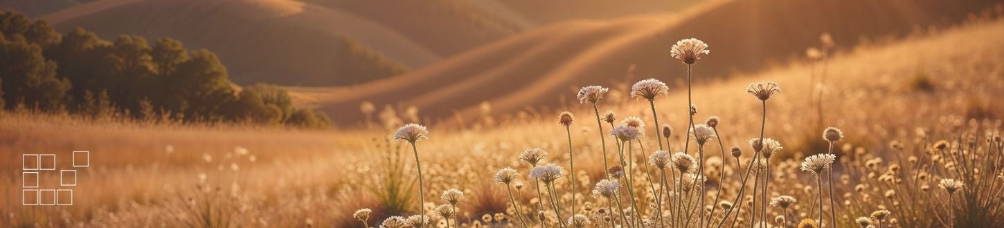 The Magic Hour Photography