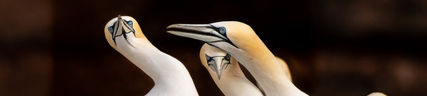 Bird Wall Art - Dan Kosmayer Fine Art Photography