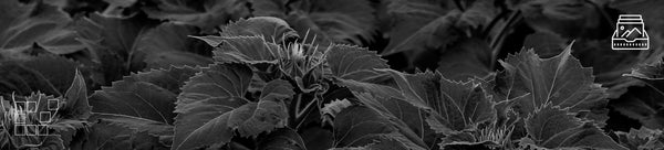 Botanical Wall Art Collection Featuring Photography of Leaves, Flowers, and Natural Forms