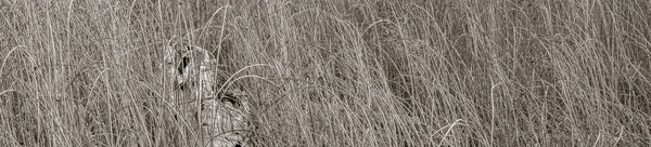 Marsh Wall Art Collection Featuring Photography of Reeds, Waterways, and Wetlands