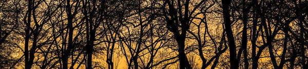Silhouette Wall Art - Dan Kosmayer Fine Art Photography