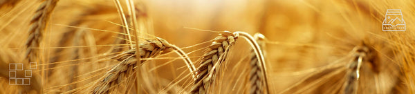 Wheat Wall Art - Dan Kosmayer Fine Art Photography