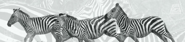 Wildlife Wall Art Fine Art Photography of Animals in Nature