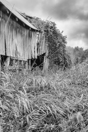 Tall grass and vines surround a decaying wooden barn in rural Ontario