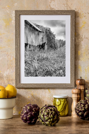 Broken barn boards reveal dark framing behind dense wild grasses