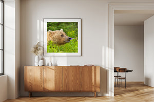 Colour photograph of an Alaska brown bear in profile amid lush woodland vegetation.