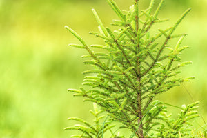 Colour nature photograph of upright evergreen branches and blurred green woodland in Ontario.