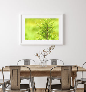 Fine conifer needles and upward-reaching tips form a loose triangular treetop shape.