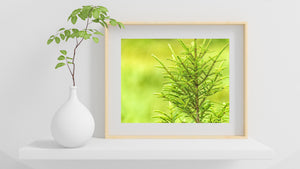 Sharp evergreen detail contrasts with broad blurred areas of yellow-green forest colour.