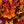 Herfstbladeren in Algonquin Park