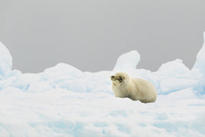 Cream-coloured seal on Antarctic sea ice beneath a plain grey sky.