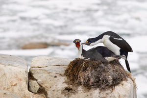 One Antarctic shag leaning over its companion on a rocky nest.