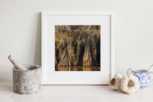 Golden light reveals ridged bark and delicate hanging moss above a narrow strip of swamp water.