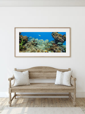 Brown and green reef formations surround a school of fish beneath clear blue water.