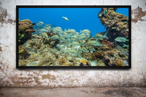 Panoramic underwater Bahamas scene with silver fish, branching reef edges and blue ocean water.