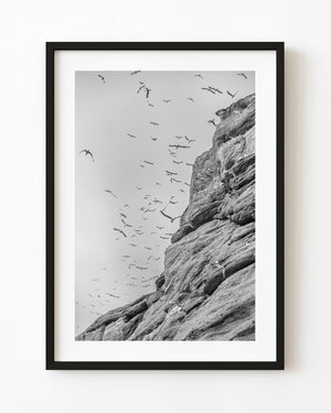 Seabirds flying beside steep Bonaventure Island rock in black and white