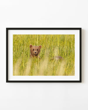 Brown bear cub among tall green grass in British Columbia.