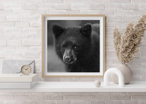 Dark eyes and rounded ears in a close black and white bear cub portrait.