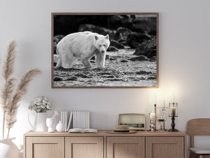 Light fur contrasts with shadowed riverbank rocks around a British Columbia spirit bear.