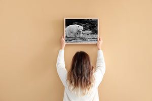 British Columbia spirit bear surrounded by shallow water and dark boulders.