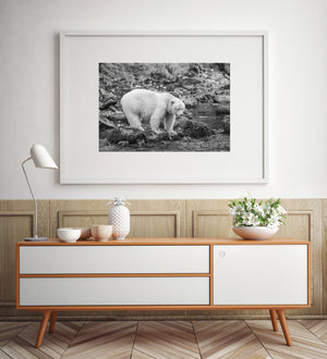 A spirit bear’s rounded back and lowered head above wet stream boulders.
