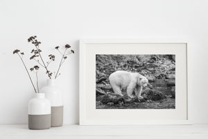 Shallow water passes between rocks beneath a pale bear in a Canadian woodland stream.