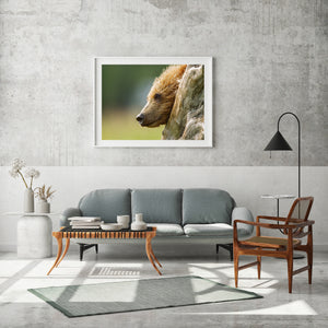 Colour wildlife photograph contrasting a bear cub’s fur with worn grey wood.