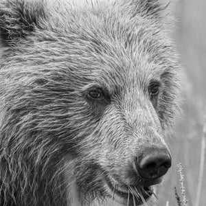 Cucciolo di orso che mastica erba con espressione curiosa nella foto della natura