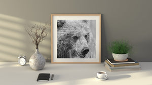 Fine Art foto di un cucciolo d'orso a metà pasto in un ambiente naturale