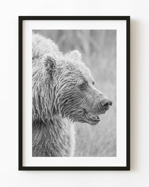 Brown bear side profile in a black and white wildlife photograph.