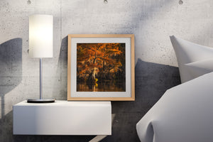 Caddo Lake photograph with orange cypress foliage, trailing moss and reflected colour.