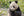Chengdu-Panda-Porträt mit blassem Gesicht, schwarzen Ohren und erhobener Pfote inmitten von Bambusblättern.