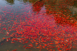 Helderrode koi in rustig water