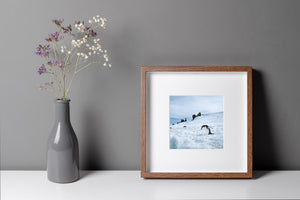 Cool blue snow and distant sea surround a chinstrap penguin in a square wildlife photograph.