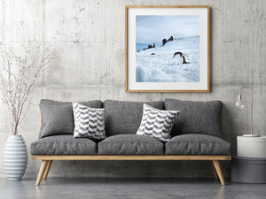 Chinstrap penguin on an Antarctic snowfield with blue coastal water and scattered rocky outcrops.