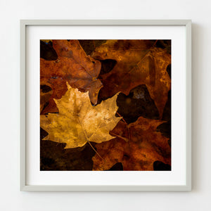 Hoja de arce amarilla en el follaje de otoño