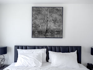 Layered cypress trunks and delicate moss create a textured monochrome forest scene.