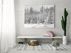 Black and white forest scene with branches covered in fresh snow