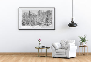 Northern Ontario woodland after the first snowfall
