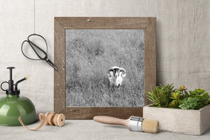 Fine Art ram in de natuur