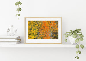 Pale trunks rise through bright orange and yellow autumn foliage.