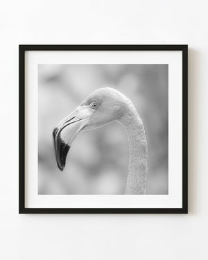Black and white flamingo profile with a curved neck, clear eye and dark bill against soft grey.