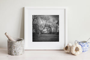 Monochrome französische Landschaft mit einem knorrigen Baum und kahlem Wald in der Ferne
