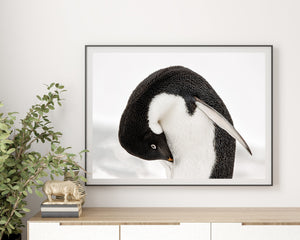 close-up wildlife pinguïn textuur