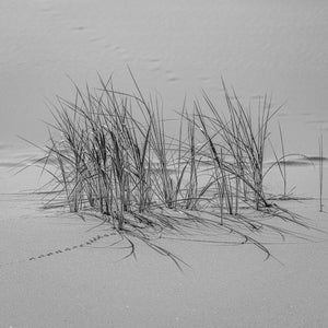 Thin desert grass blades rise from pale sand beside a trail of tiny footprints