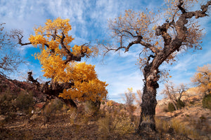 Gnarled dark trunks and yellow autumn foliage frame wispy clouds over Utah