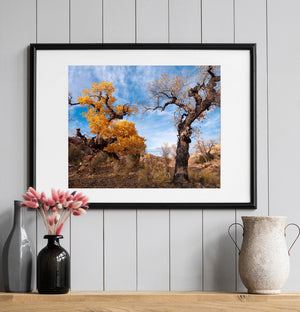 Golden cottonwoods and winding branches rise above a dry Utah landscape