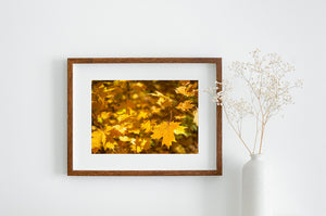 Gelbe Ahornblätter füllen ein ruhiges Farbfoto eines herbstlichen Waldes